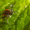 Diagnosis of Lyme disease in the early stage of the disease