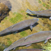 Genetické soupravy pro management sladkovodních ryb v Evropě