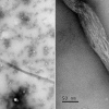 A method of production of nanofibrillated cellulose