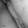 A method of production of nanofibrillated cellulose